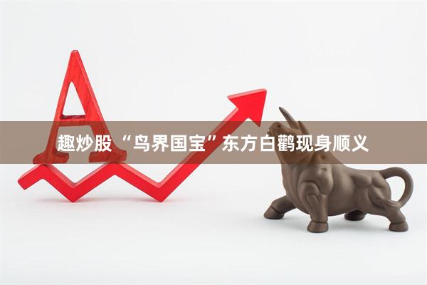 趣炒股 “鸟界国宝”东方白鹳现身顺义