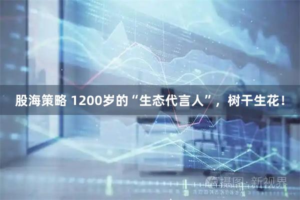 股海策略 1200岁的“生态代言人”，树干生花！