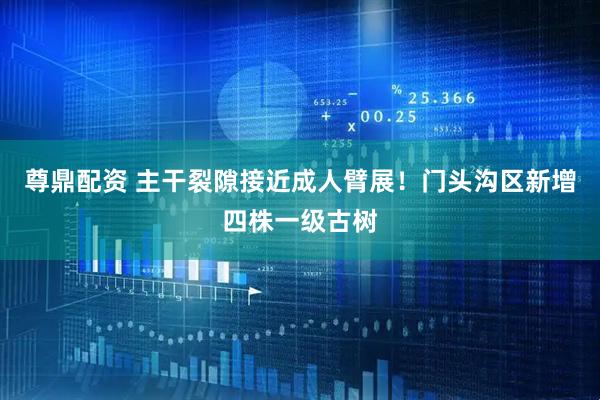 尊鼎配资 主干裂隙接近成人臂展！门头沟区新增四株一级古树